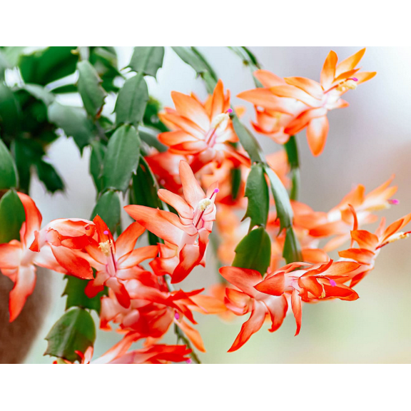 Orange Christmas Cactus Plant Live for Planting, 4 to 6 Inch Tall Colorful Christmas Cactus, Holiday Flower Houseplant, 2 Small Plants in 3 Inch Pot