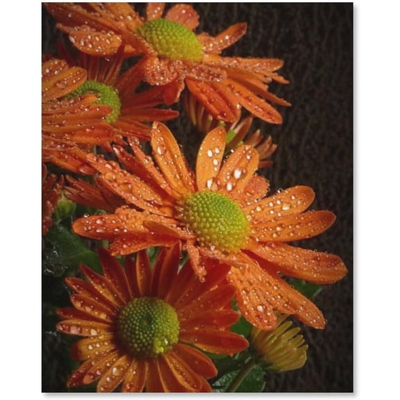 Orange Chrysanthemum with Water Droplets Canvas Decor Painting Light and Dark Close-up Art Panel Wall Picture Wall Picture Wall Picture Wall Decor Picture 12x16 inch Unframed