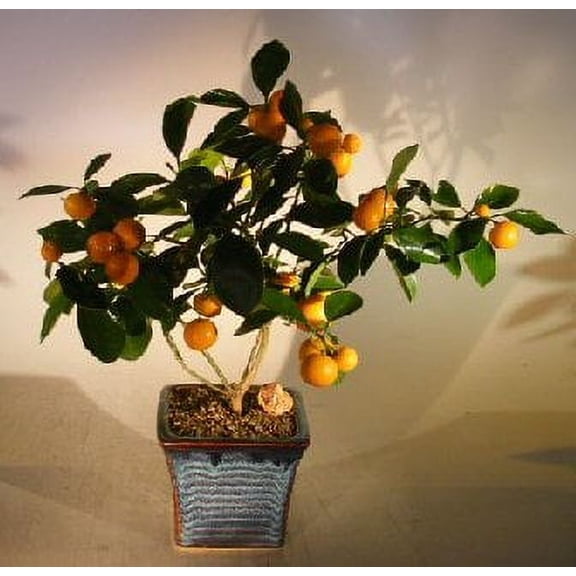 Orange Citrus Bonsai Tree ("Calamondin") Plus free Humidity Tray