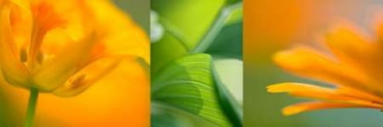 Orange Collage Canvas Art - Cora Niele (12 x 36)