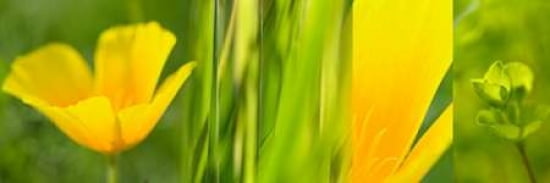 Orange Collage II Canvas Art - Cora Niele (12 x 36)