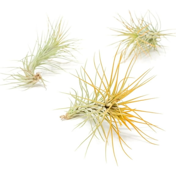 Orange Colorful Tillandsia Air Plants - Long Lasting Color Enhanced Live Tillandsia Succulent House Plants - Home and Garden Decor - Easy Care Indoor/Outdoor Plants (Funckiana, Pack of 3)