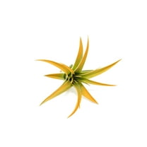 Orange Colorful Tillandsia Air Plants - Long Lasting Color Enhanced Live Tillandsia Succulent House Plants - Home and Garden Decor - Easy Care Indoor/Outdoor Plants (Brachycaulos Abdita, Single)