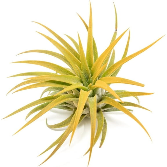 Orange Colorful Tillandsia Air Plants - Long Lasting Color Enhanced Live Tillandsia Succulent House Plants - Home and Garden Decor - Easy Care Indoor/Outdoor Plants (Ionantha Rubra, Single)