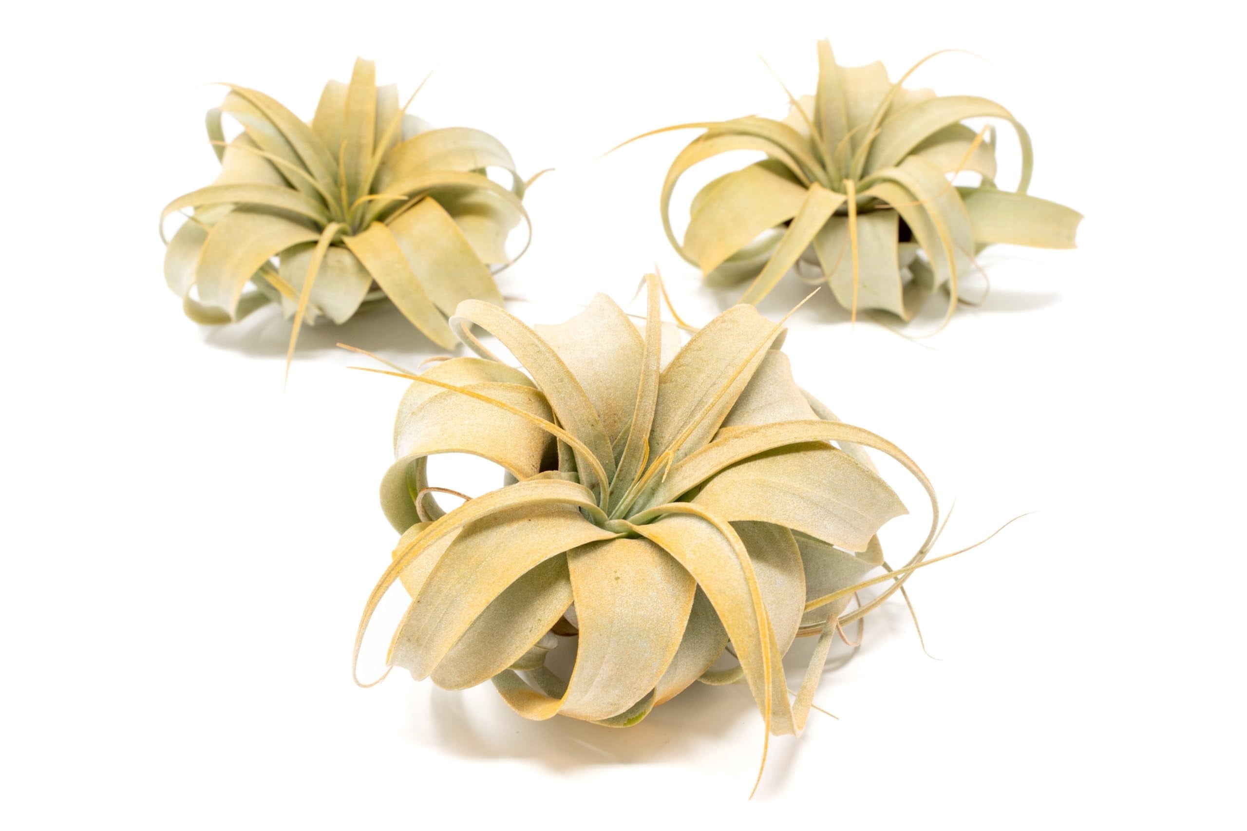 Orange Colorful Tillandsia Air Plants - Long Lasting Color Enhanced Live Tillandsia Succulent House Plants - Home and Garden Decor - Easy Care Indoor/Outdoor Plants (Mini Xerographica, Pack of 3)