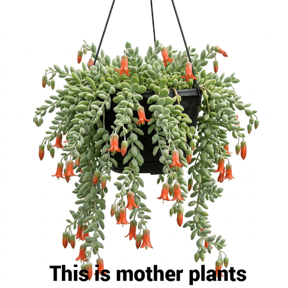 Orange Cotyledon Pendens Plant, Cliff Cotyledon Succulent Plant 4" Pot, Rare Hardy Trailing Succulent