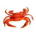 thumbnail image 1 of Orange Crab With Maroon Stripes Hollow Soft Plastic 5 12Inches Wide Across Legs F3481 B125, 1 of 7