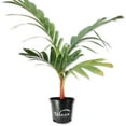thumbnail image 1 of Orange Crownshaft Palm Tree - Live Plant in a 10 Inch Pot - Areca Vestiaria - Extremely Rare Ornamental Palms from Florida, 1 of 8