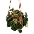 thumbnail image 1 of Orange Crush Ripple Peperomia - 6" Hanging Basket, 1 of 2