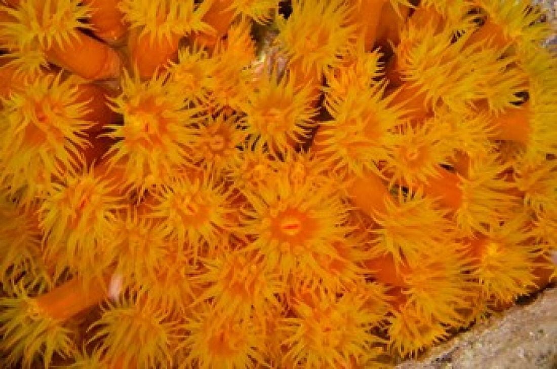 Orange Cup Coral marine life Netherlands Antilles Canvas Art - Pete Oxford DanitaDelimont (36 x 24)