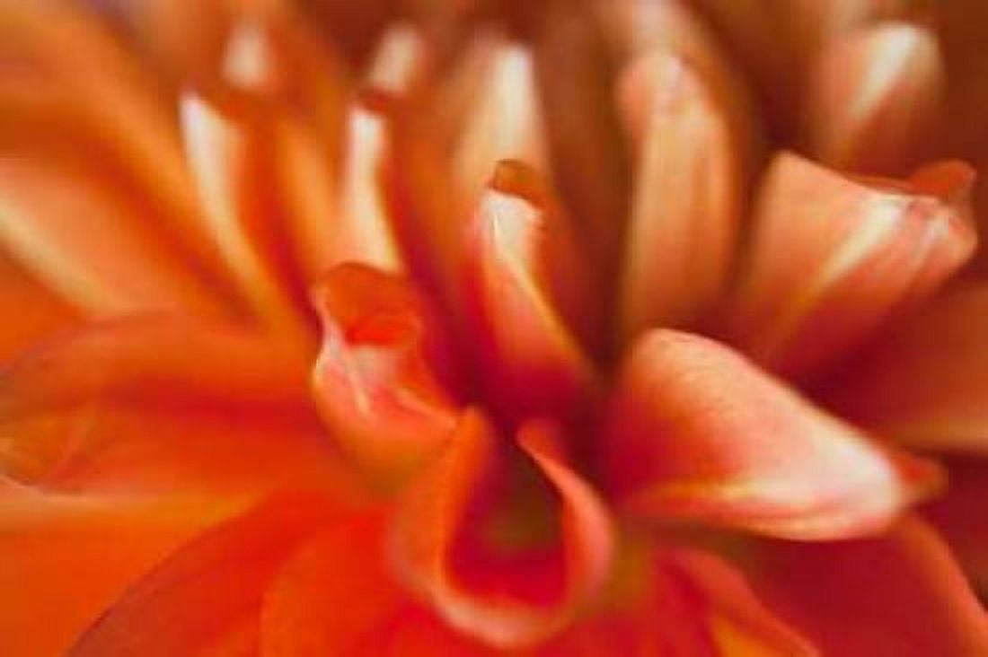 Orange Dahlia Canvas Art - Karyn Millet (12 x 18)