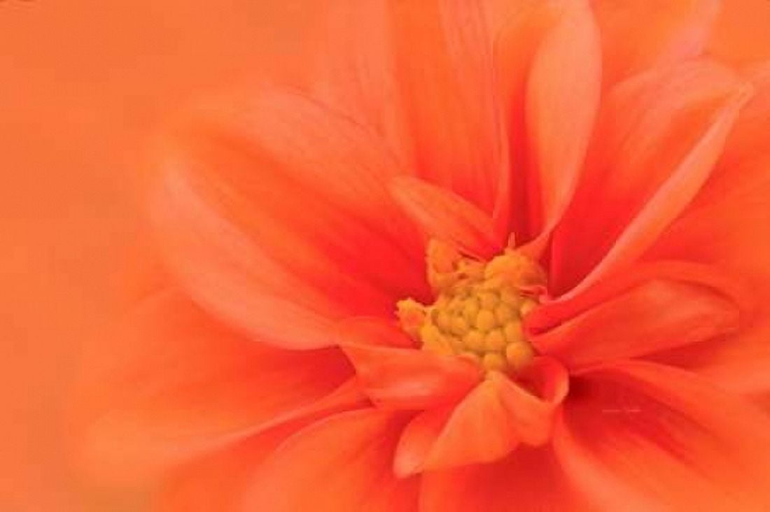 Orange Dahlia Up Close Canvas Art - Ramona Murdock (12 x 18)