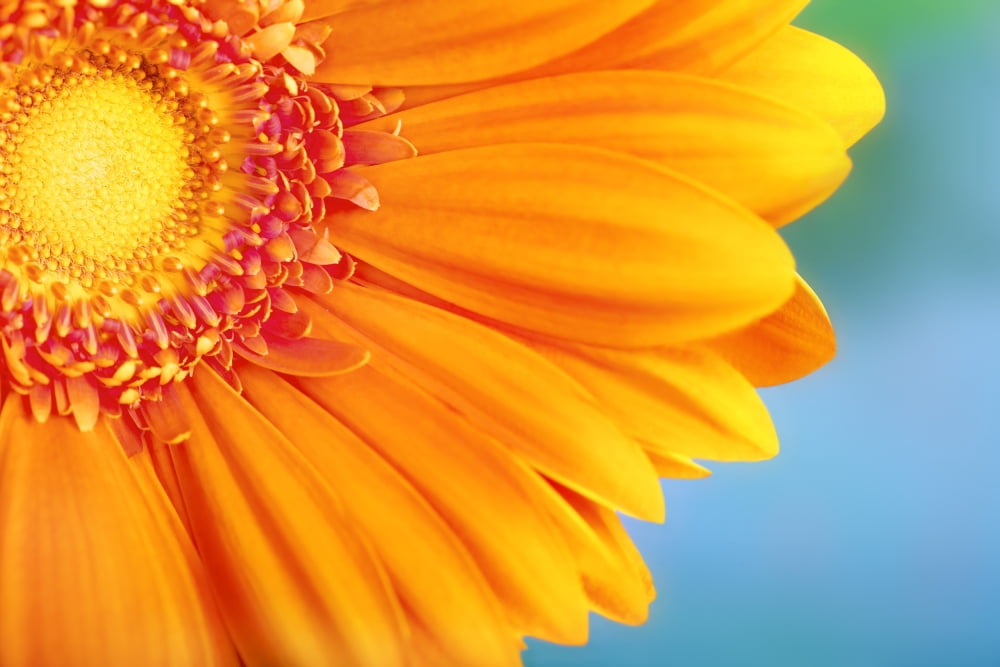 Orange Daisy Canvas Art - Chris and Kate Knorr Design Pics (18 x 12)