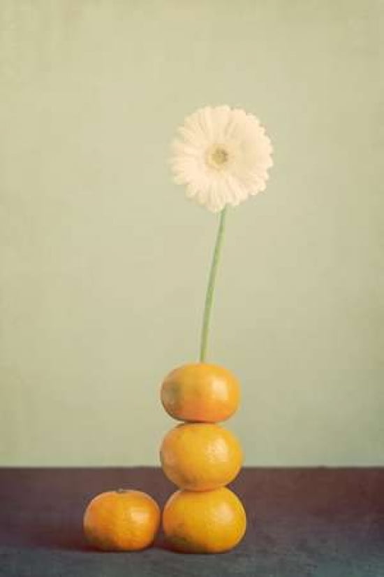 Orange Daisy Canvas Art - Roberta Murray (24 x 36)