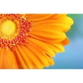 thumbnail image 1 of Orange Daisy Poster Print, 1 of 2