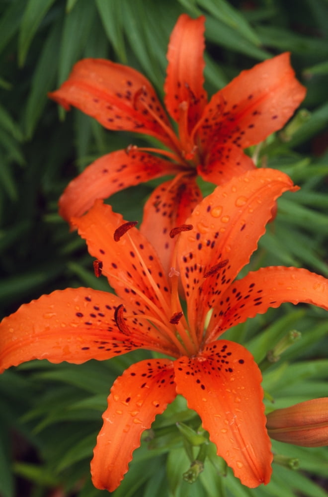 Orange Day Lilies Canvas Art - Natural Selection Tony Sweet Design Pics (12 x 18)
