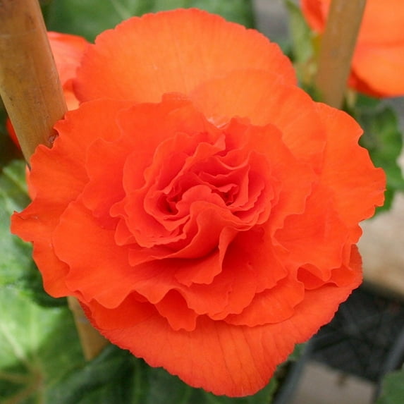Orange Double Begonia Flower Bulbs - 3 Tubers per Pack - Attracts Butterflies and Hummingbirds - Deer Resistant - Grows Well In Containers - Outdoor Garden - Full to Part Shade