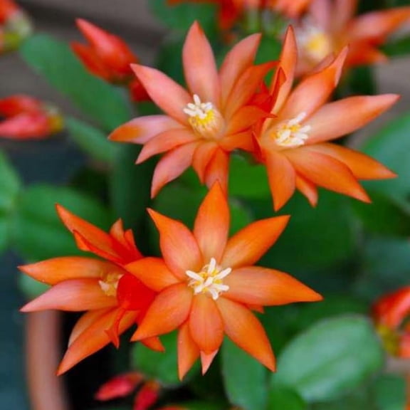 Orange Easter Cactus Plant, 4 to 6 Inch Tall Live Spring Easter Cactus, Ornamental Flower Houseplant for Indoor Oudoor Garden