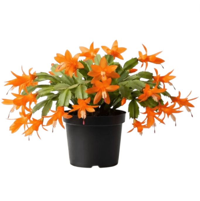 Orange Easter Cactus Plant Live for Planting, Easter Cactus Plant, Orange Spring Cactus Plant Perennial Flower Easter Cactus for Indoor Garden, 4 to 6 Inch Tall, No Pot