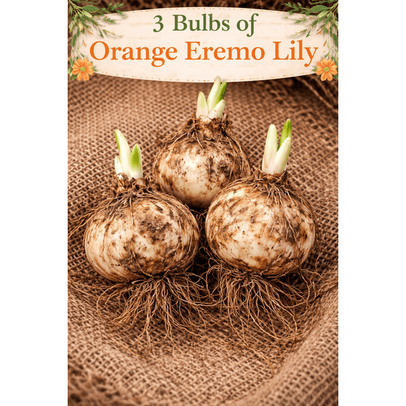 Orange Eremo Lily Bulbs for Planting Perennial Lilium Bulbs 3 Bulbs