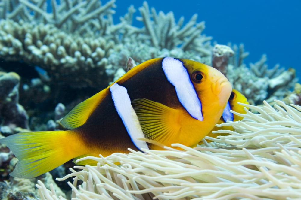 Orange-Fin Anemonefish (Amphiprion Chrysopterus) over Anemone Fiji Canvas Art - Dave Fleetham Design Pics (17 x 11)