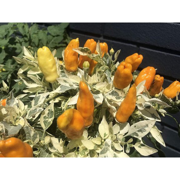 Orange Fish Pepperoncini Bonchi Bonsai Pepper Premium Seeds Packet