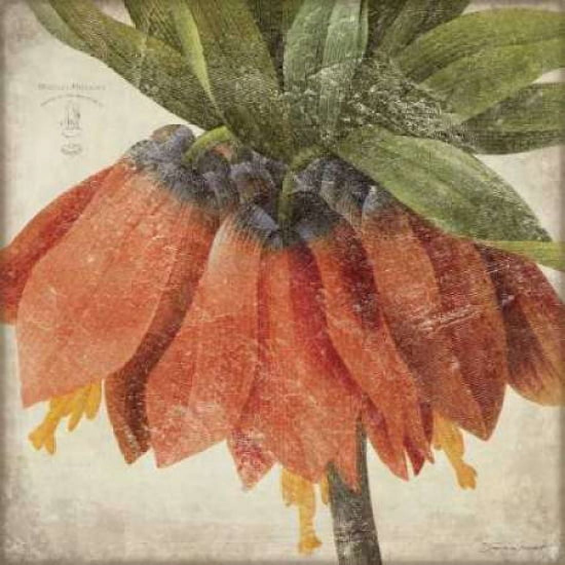 Orange Flower Canvas Art - Stephanie Marrott (24 x 24)