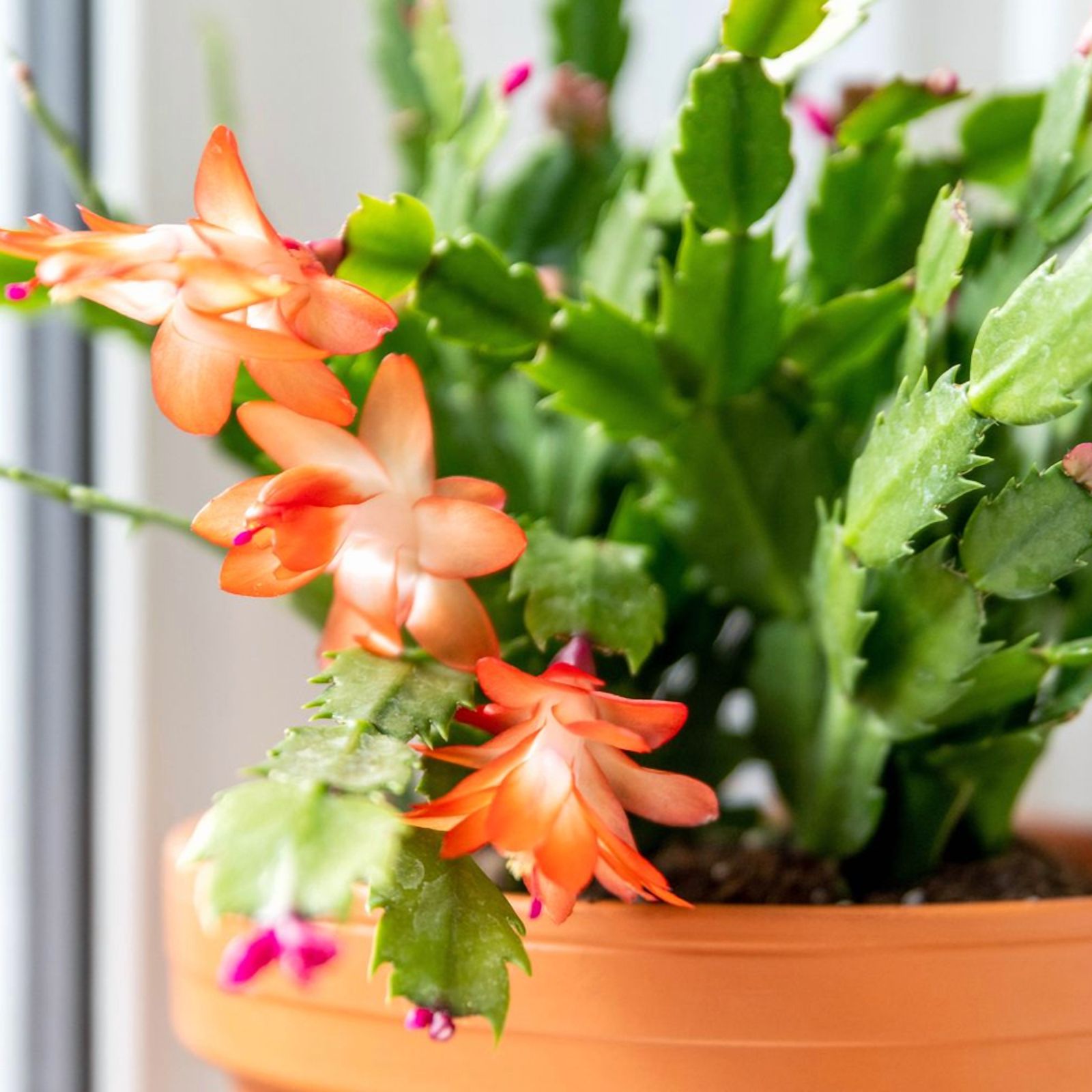 Orange Flower Christmas Cactus Live Plant, Small Succulent in 3 Pot,  Suitable for Indoor or Outdoor Landscape