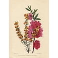 thumbnail image 1 of Orange Flowered Dichosema Subinerme And Crimson-Flowereda Poster Print By ?? Florilegius Mary Evans, 1 of 3