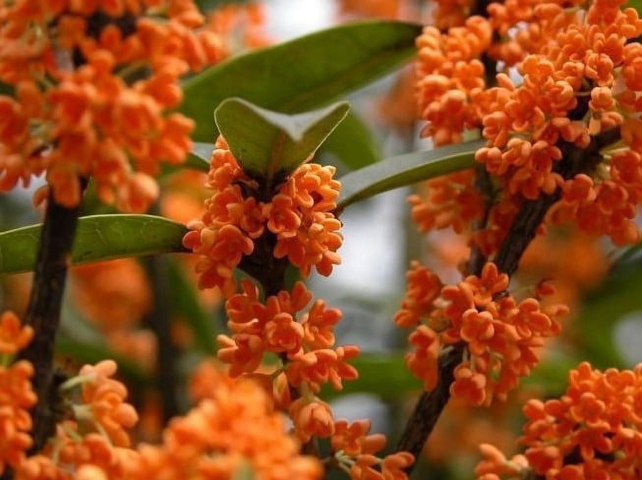 Orange Flowering Fragrant Tea Olive (osmanthus) - Live Plant - ( TG ) Orange Flowering Fragrant Tea Olive (osmanthus) - Live Plant - ( TG )