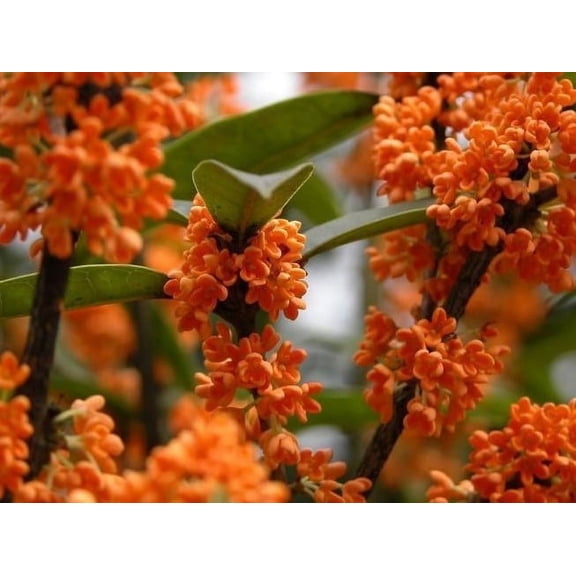 Orange Flowering Fragrant Tea Olive (osmanthus) - Live Plant - ( 2.5 QT )