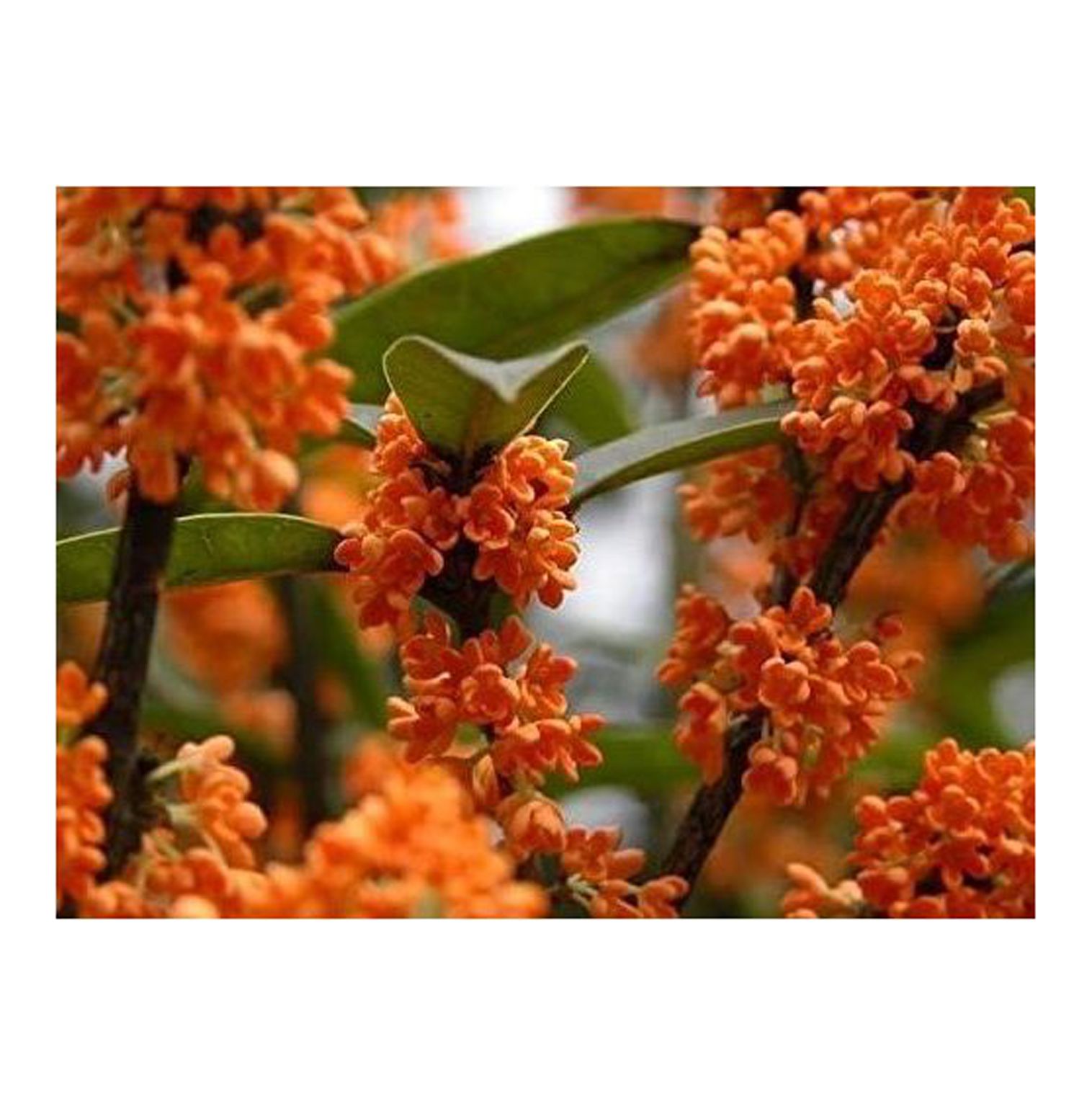 Orange Flowering Fragrant Tea Olive (osmanthus) Live Plant Trade