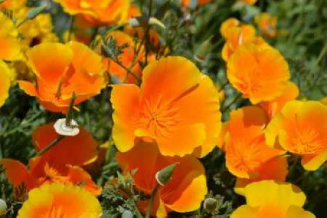 Orange Flowers Canvas Art - Brian Moore (12 x 18)