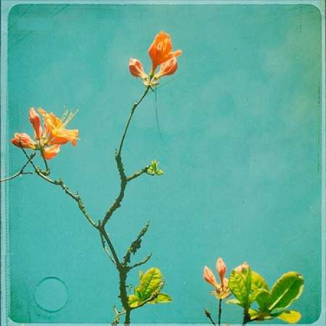 Orange Flowers Canvas Art - Vicki Dvorak (24 x 24)