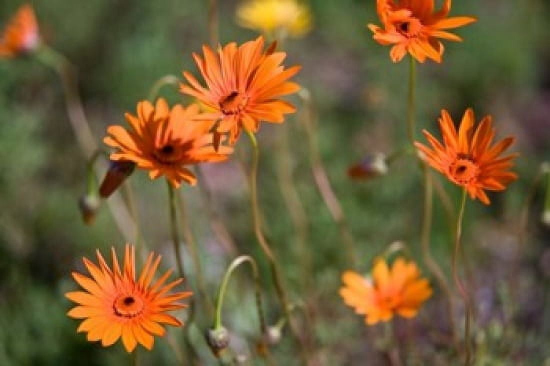 Orange Flowers Kirstenbosch Gardens South Africa Canvas Art - Ralph H Bendjebar DanitaDelimont (34 x 23)