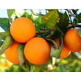 thumbnail image 1 of Orange Fruit Tree-3 Gal. Pot-Hawaii Live Plant, 1 of 4