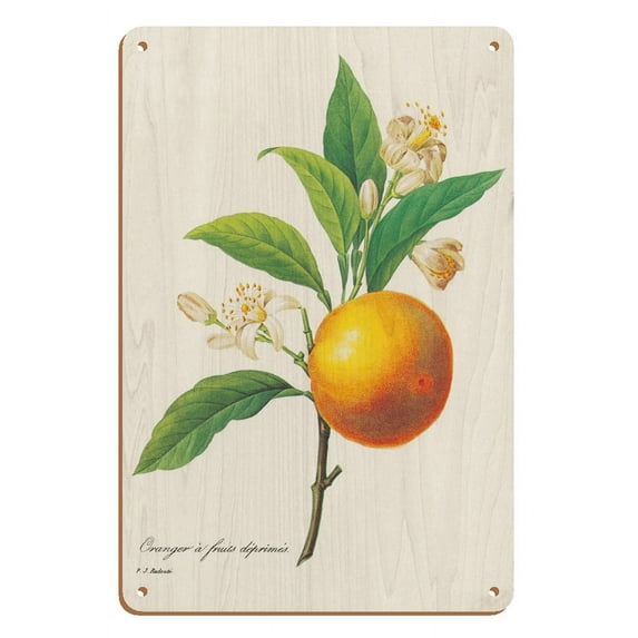Orange Fruit - Vintage Botanical Illustration by Pierre-Joseph Redouté c.1800s - 8 x 12 inch Vintage Wood Art Sign