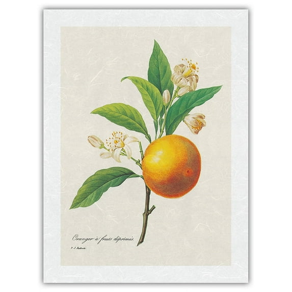 Orange Fruit - Vintage Botanical Illustration by Pierre-Joseph Redouté c.1800s - Japanese Unryu Rice Paper Art Print 24 x 32 in