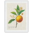 thumbnail image 1 of Orange Fruit - Vintage Botanical Illustration by Pierre-Joseph Redouté c.1800s - Japanese Unryu Rice Paper Art Print (Unframed) 18 x 24 in, 1 of 4