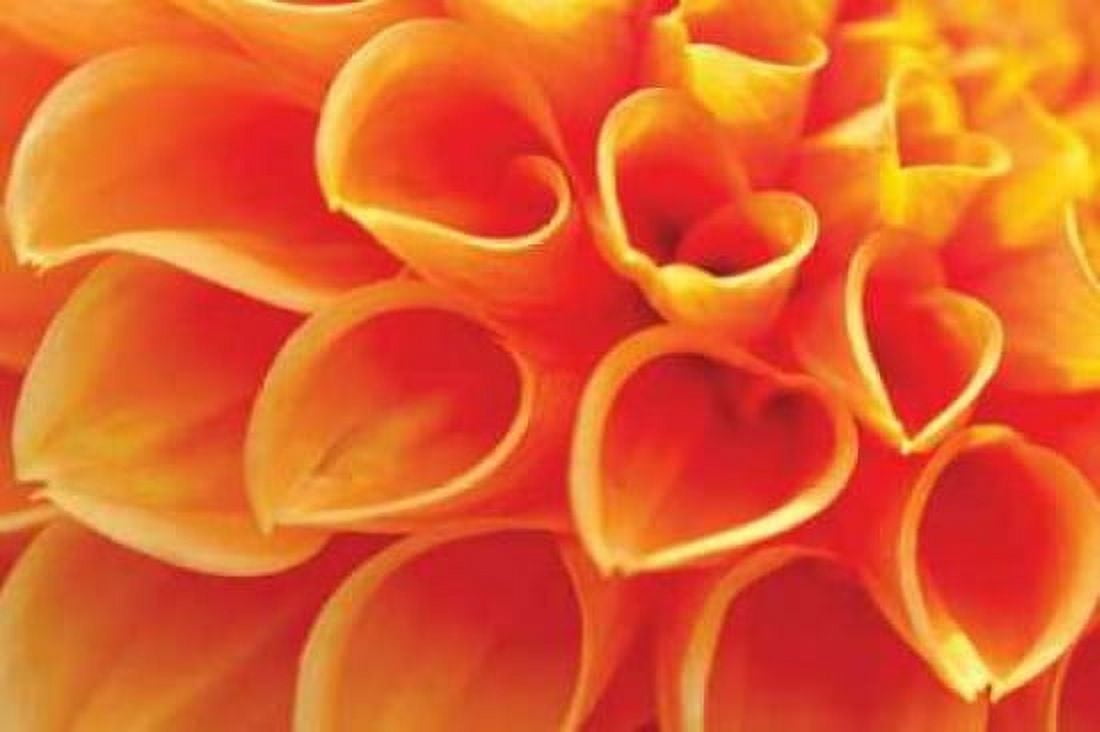 Orange Funnel Dahlia Canvas Art - Dana Styber (20 x 28)