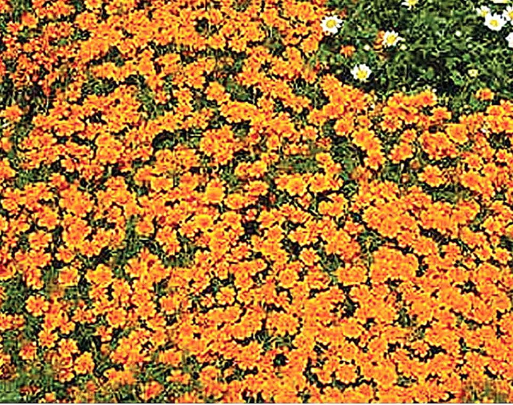 Orange Gem Marigold Seeds Good Addition MHD1to Vegetable Gardens