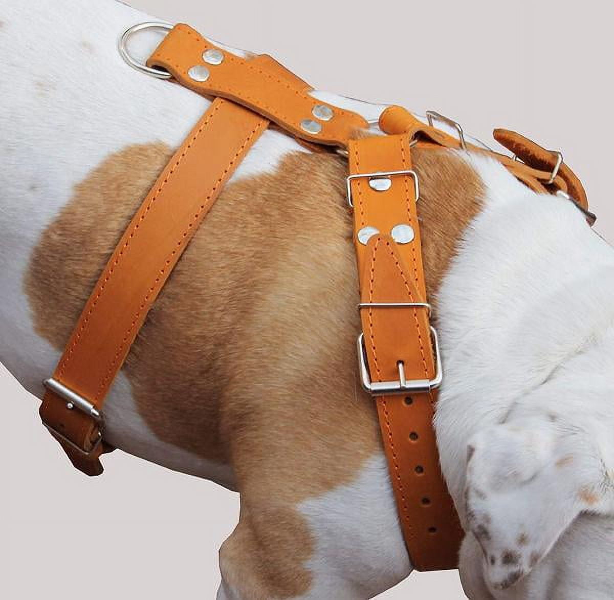 Orange Genuine Leather Dog Harness, Large to Xlarge. 33"-37" Chest, 1.5" Wide Straps, Mastiff.
