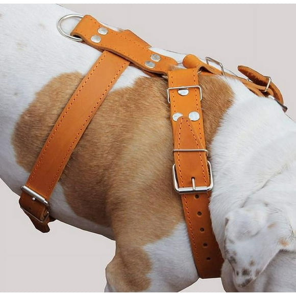 Orange Genuine Leather Dog Harness, Large to Xlarge. 33"-37" Chest, 1.5" Wide Straps, Mastiff.