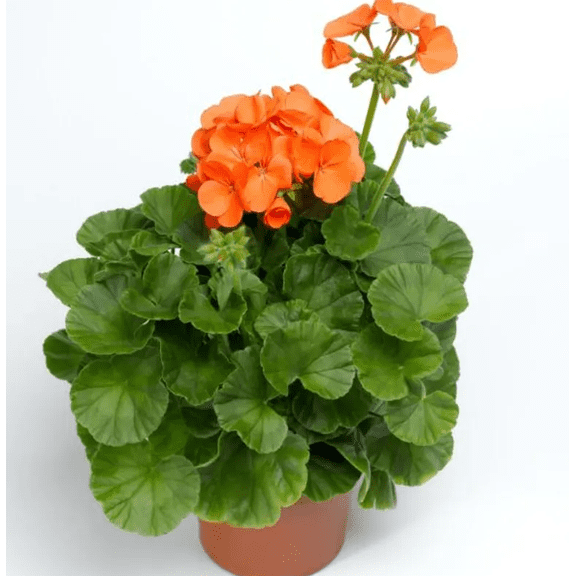Orange Geranium Live Plant, Vibrant Blooms Geranium Plant, Perennial Geranium Flowers 4 to 6 Inc Tall for Indoor Outdoor