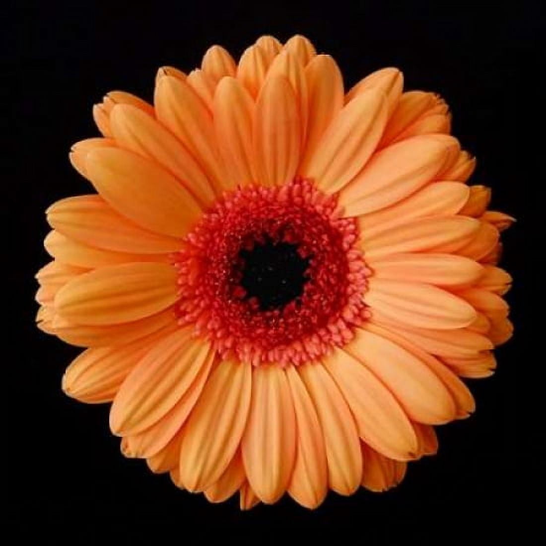 Orange Gerber Daisy Canvas Art - Jim Christensen (24 x 24)