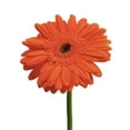 thumbnail image 1 of Orange Gerberas 50 cm - Fresh Cut - 50 Stems, 1 of 4