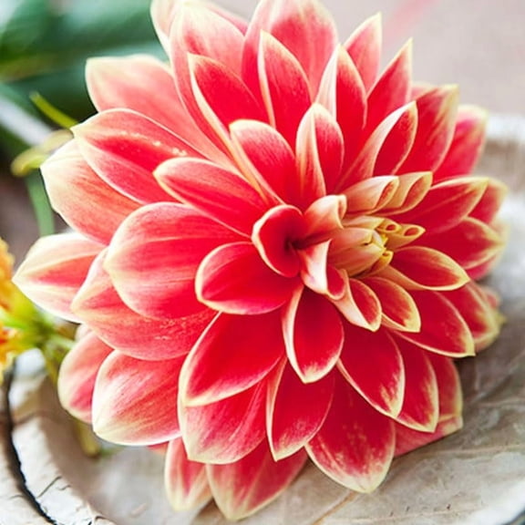 Orange Glory Patio Dinnerplate Dahlia Flower Tubers - 3 Bulbs Per Pack - Easy to Grow Live Plant - Grows Well in Containers - Deer Resistant - Good as Cut Flowers