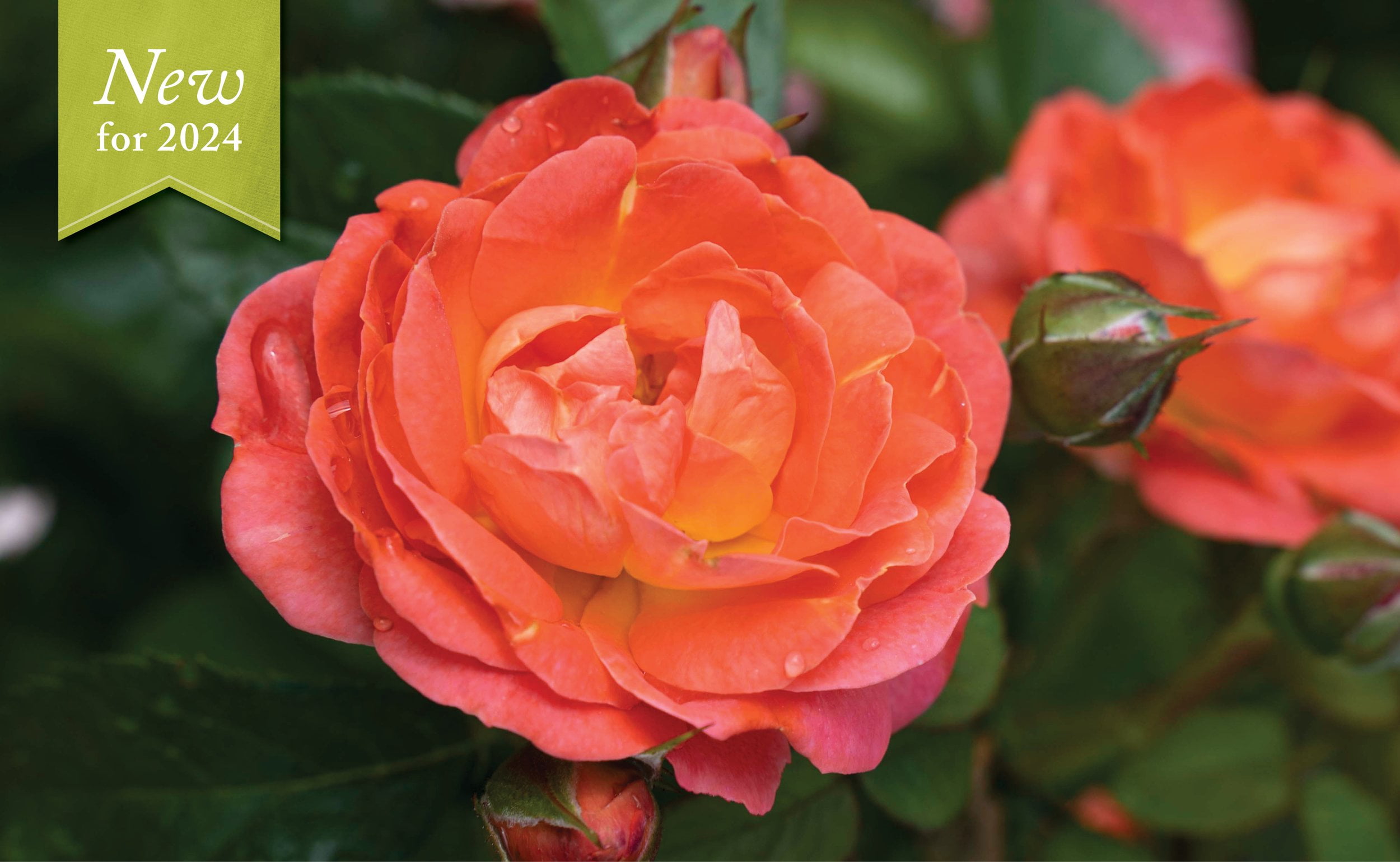 New Life Nursery and Garden Orange Glow Knock Out Rose Live Plant