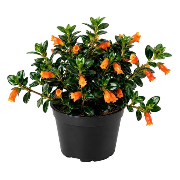 Orange Goldfish Flowering Live Plant, 4 to 6 Inch Potted Vine for Indoor Container Growing Perennial