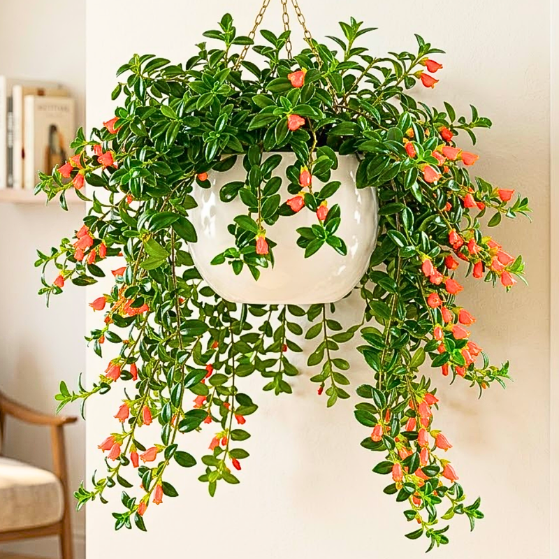 Orange Goldfish Plants Live 4-7" Tall in 4" Pot, Goldfish Plants Live Houseplants, Orange Flowering Trailing Plant for Indoor Planting